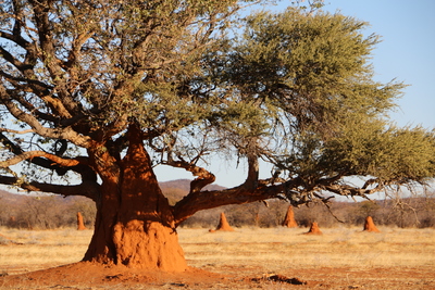 Termitenbauten in Namibia – Ulrike Greeb