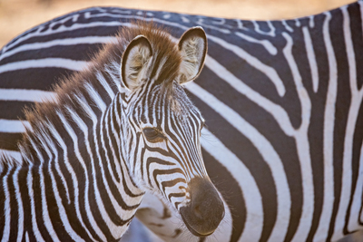 Zebrafohlen – Doris Jachalke