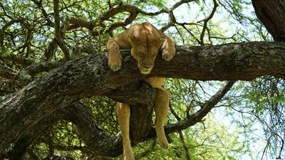 Schlafender Baumlöwe (Tansania: Tarangire Nationalpark) – Ralf Klein