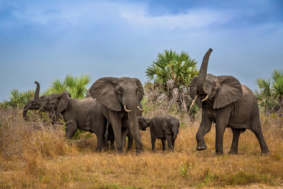 Drohende Elefanten im Tembe N.P. SA – Michael Voss