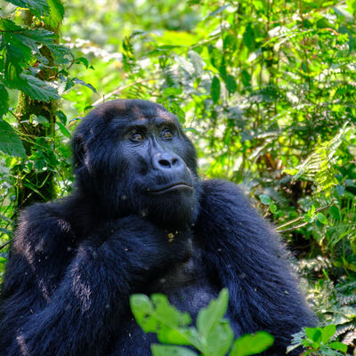 Gorilla im Bwindi Impenetrable National Park Uganda – Melanie Baumann