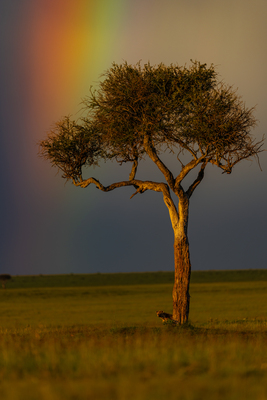 Hyäne unter dem Regenbogen – Thorsten Hanewald