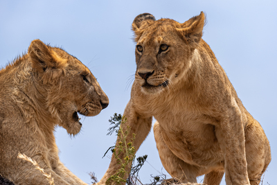 Löwen in der Serengeti – Doris Holland