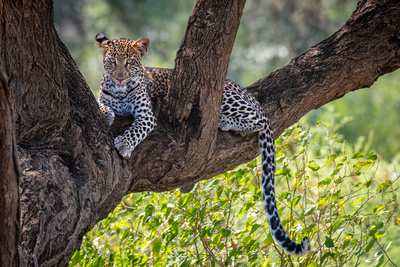Leopard im Samburu-Nationalreservat – Heinrich Holland