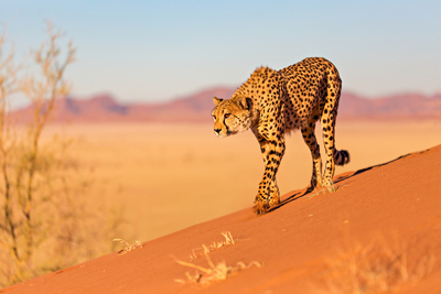 Gepard auf Düne in den Tirasbergen NAM – Michael Voss