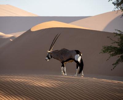 Oryx im Sossusvlei – Tina Kraus