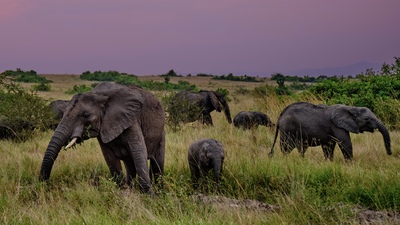 Buschelefanten im Queen Elisabeth National Park Uganda – Melanie Baumann