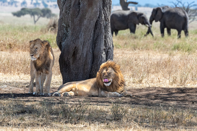 Friedliches Treffen in der Serengeti – Doris Holland