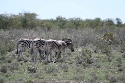 Drei Zebras Namibia – Raimund Lehnen