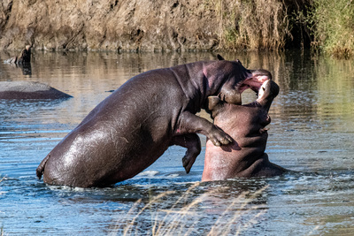 Flusspferde beim Liebesspiel in der Serengeti – Heinrich Holland