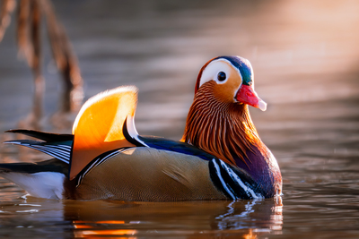 Mandarinente an der Elz in Kenzingen – Tobias Bühler