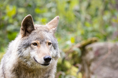 alternativer Wolfspark – Markus Wiechert