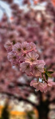 Kirschblüte – Dirk Ratzel