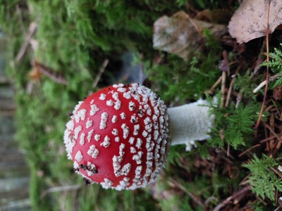 Fliegenpilz – Barbara Mauritz