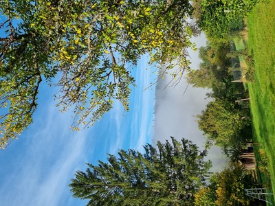 Nebel – Alexandra Schmidt