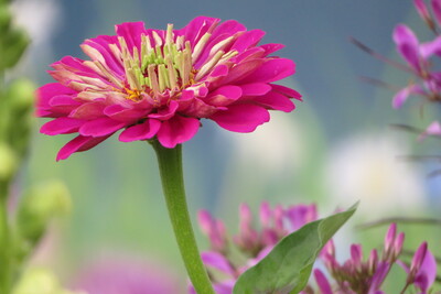 Zinien Prachtstück – Petra Kammler