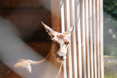 Rehblick – Miriam Bleiholder