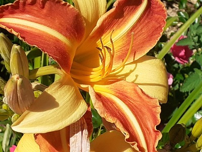 Feuerlilie – Iris Alefelder