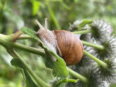 SCHNECKEntempo – Matthias Burda