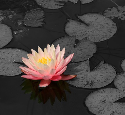 Gespiegelt – Cerasella Negoita