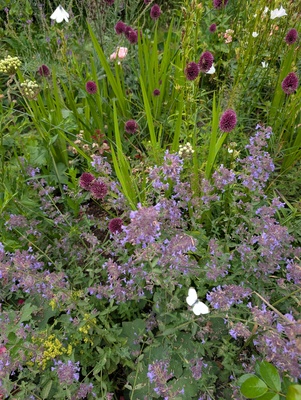 Blumenwiese – Peggy Glaser