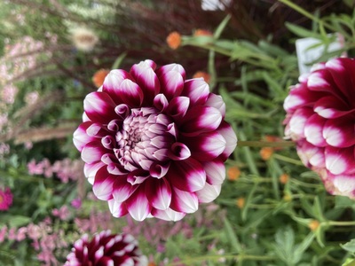 Dahlie – Andreas Kopp