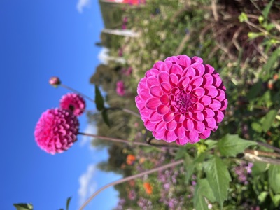 Wunderschöne Dahlie in pink – Diana Ho