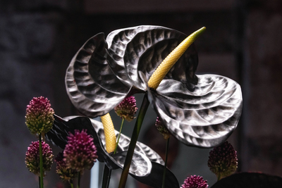 AQUAFLORA – Uwe Gaspers