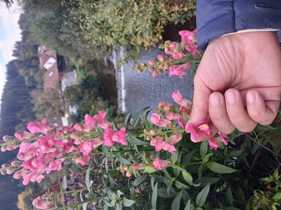 Die Löwemäulchwn im Tal X – Yvonne Maier-Borst