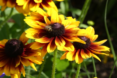 Blumen und Biene – Anne Ruellan