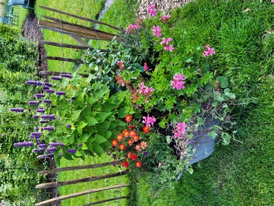 Blumen, Blumen,  Blumen überall – Walter Fordan