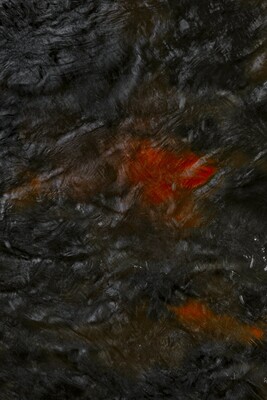 Eye_of_Dragon (Herbstblatt im Bach) – Andreas Sauter