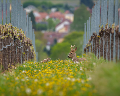 Vergängliche Idylle: Freinsheim – Julian Malik