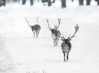 ein Spaziergang aus nächster Nähe – Wieczorek Daniel
