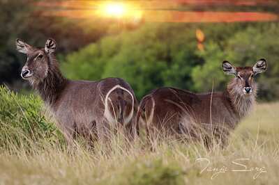 Sonnenuntergang in Südafrika – Tanja Sorg