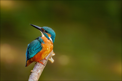 Eisvogel – Frank Müller