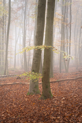 Nebelwald – Sarah Schaufler