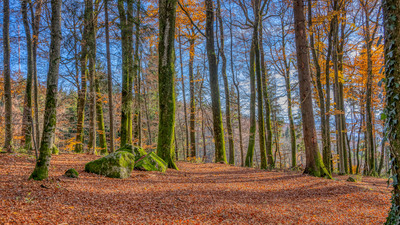 Pirschweg im Herbst – Rainer Müller