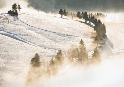 Goldene Bäume beim Schauinsland – Sandra Biehler