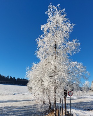 Schneebedeckter Baum – Petra Grosdmann