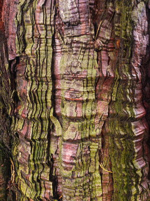 - Lebenslinien - – Natalija Mitevski