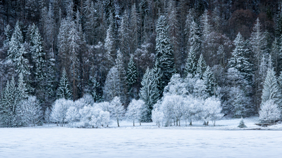 Frozen Black Forest – Wei-Liang Lin